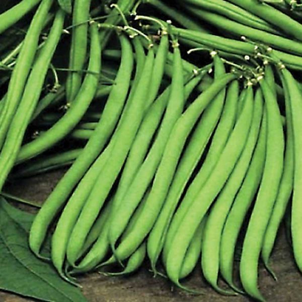 Beans Climbing Cobra Seeds