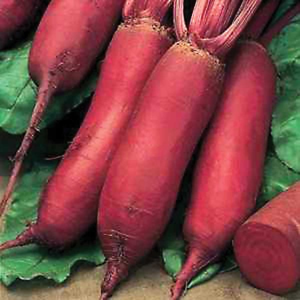 Beetroot Torpedo Seedlings