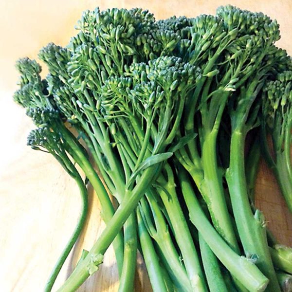 Broccoli Broccolini Seedlings