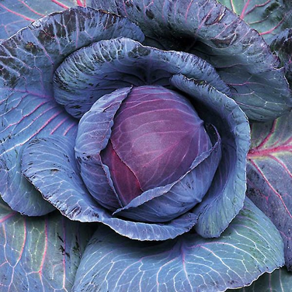 Cabbage Red Seedlings