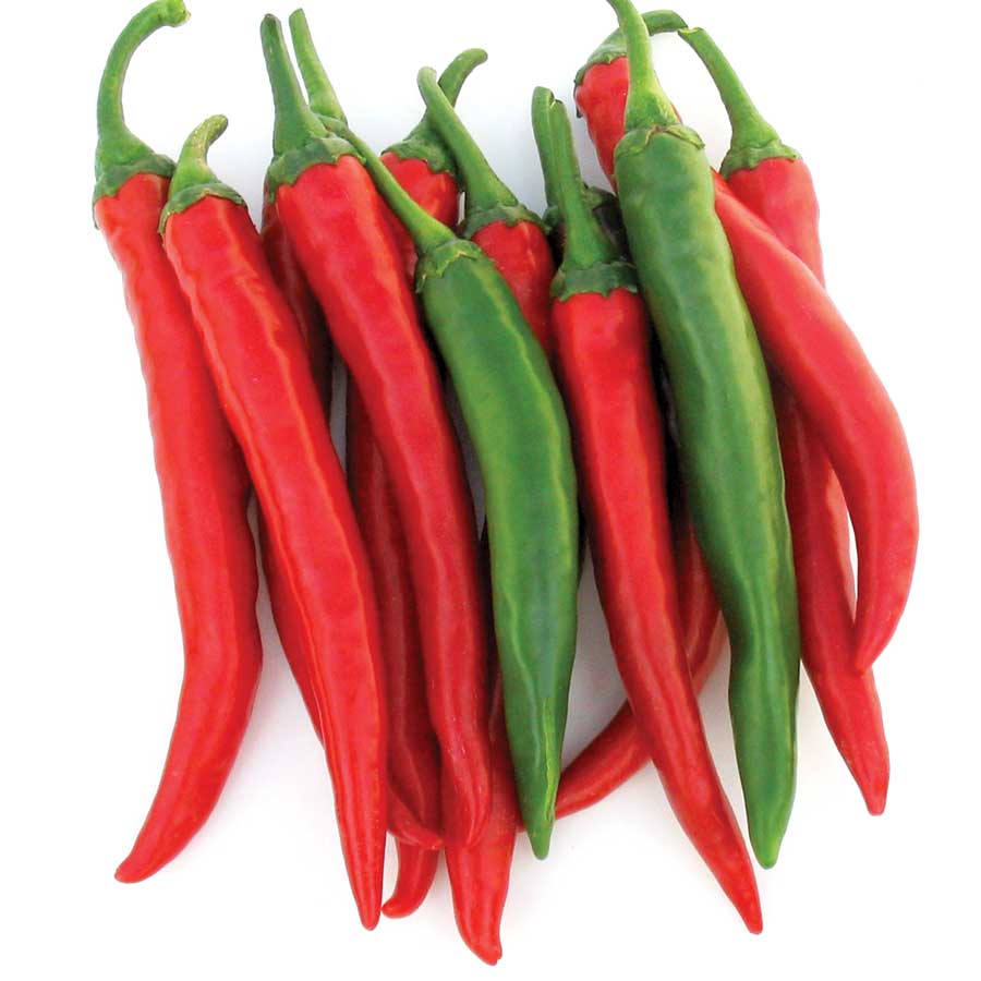 Chilli Caysan F1 Cayenne