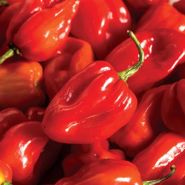 Chilli Habanero