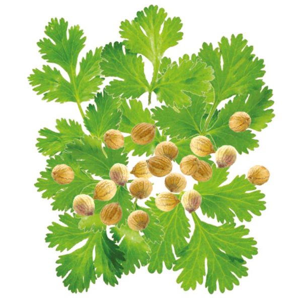 Coriander Santo Seeds