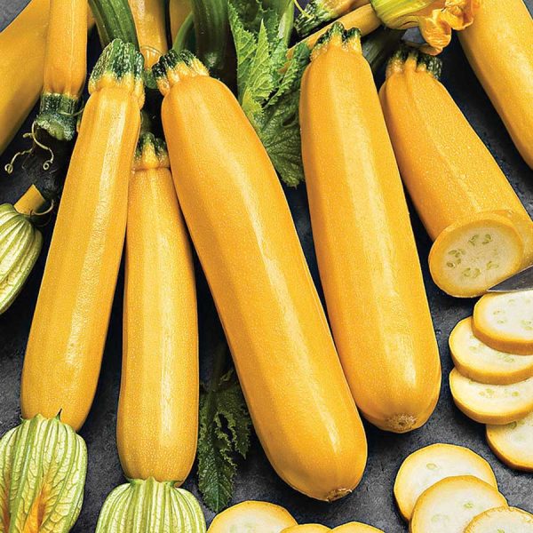 Courgette Pete's Yellow