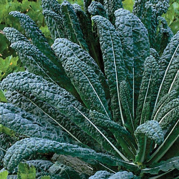 Kale Cavelo Nero