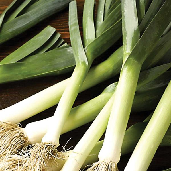 Leek Hybrid Seedlings