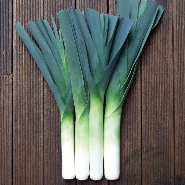Leek Non Hybrid Seedlings
