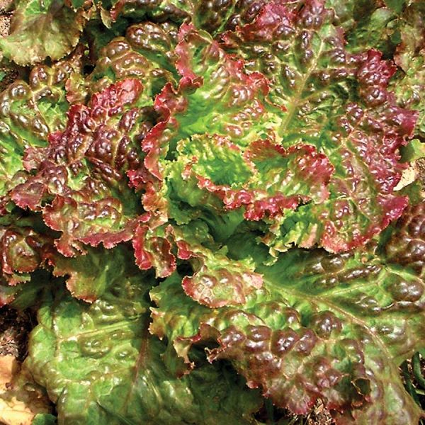 Lettuce Drunken Women Seeds