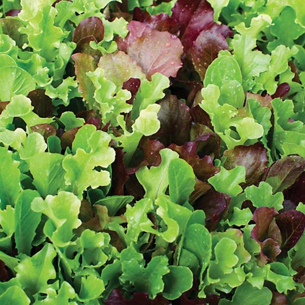Lettuce Gourmet Combo