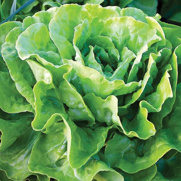 Lettuce Buttercrunch