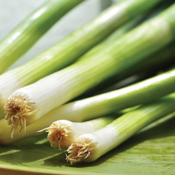 Onion Spring Seedlings