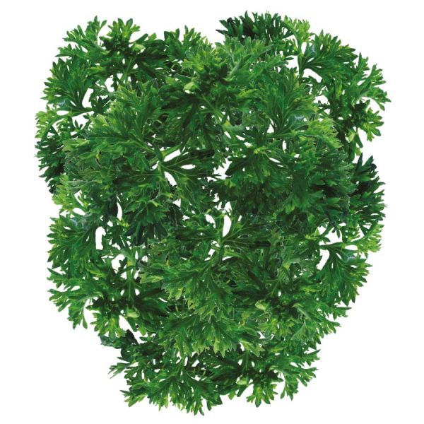 Parsley Curly