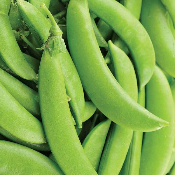 Pea Sugar Snap Seedlings