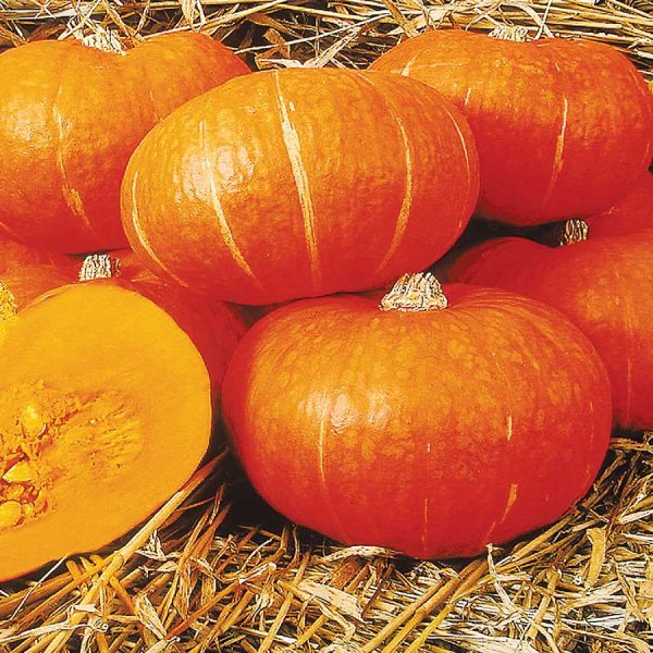 Pumpkin Pete's Mini (Orange)