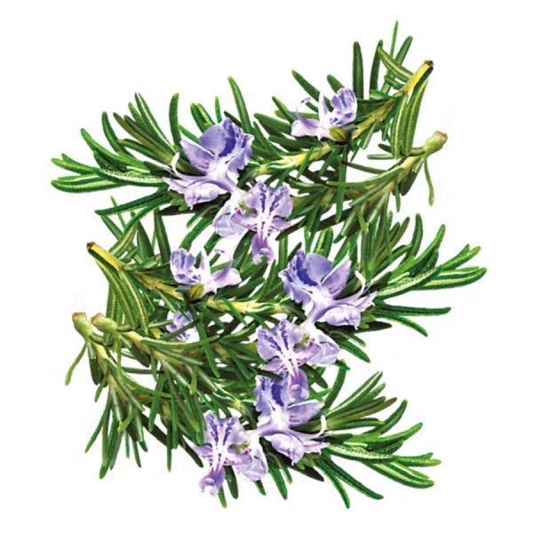 Rosemary Tuscan Blue
