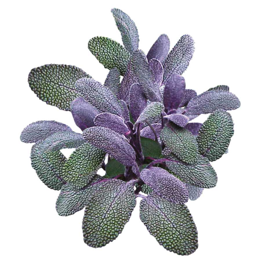 Sage Purple