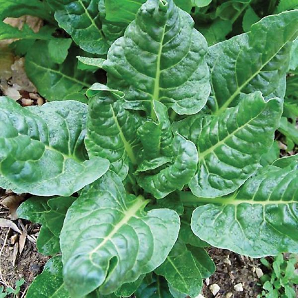 Spinach Perpetual Seeds