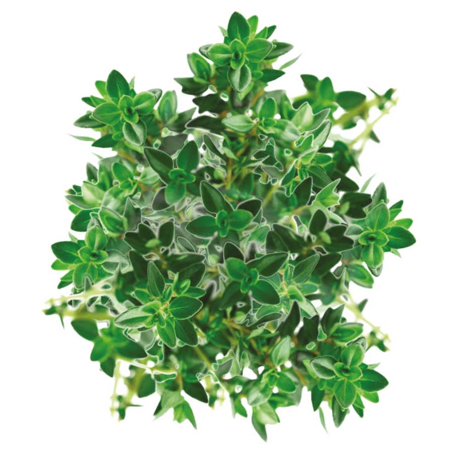 Thyme English