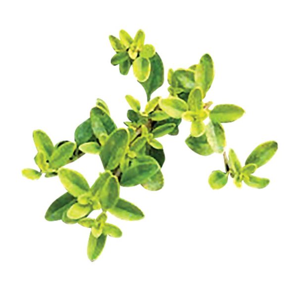 Thyme Carpeting Golden