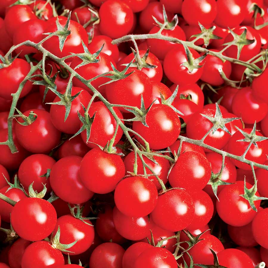 Tomatoes Sweet 100 F1 (Cherry)