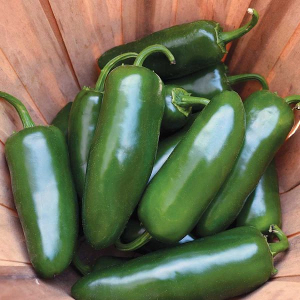 Chilli Flame F1 Jalapeno