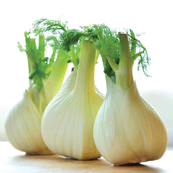 Fennel Bulb Seedlings