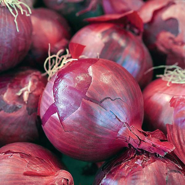 Onion Red Seedlings